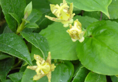 Tricyrtis macrantha has golden yellow flowers