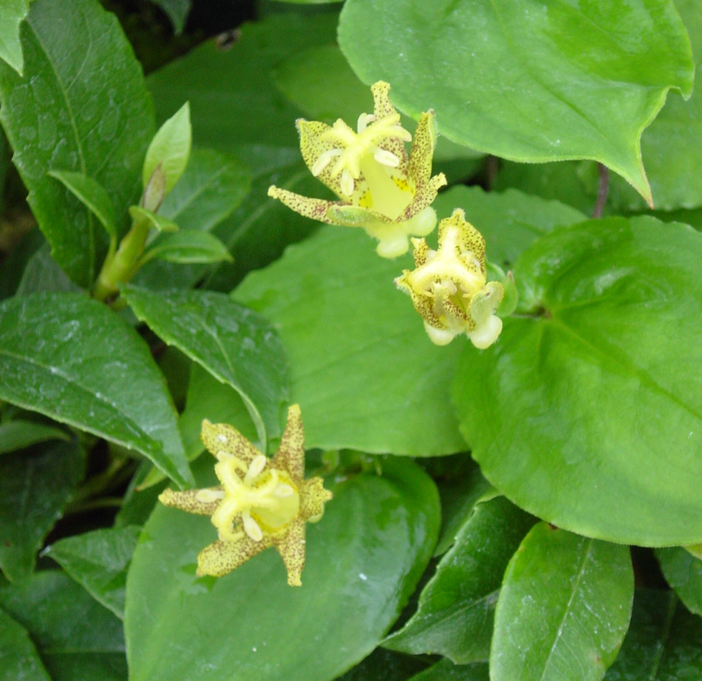 Tricyrtis macrantha has golden yellow flowers