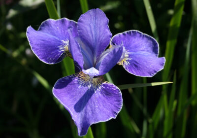 Iris sibirica is good in tough conditions