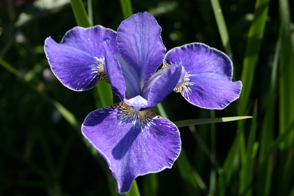 Iris sibirica is good in tough conditions