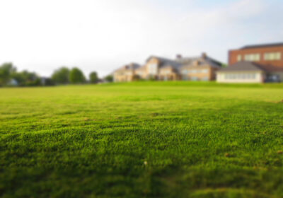 Lawn Grass, Photo by Adrian Pelletier