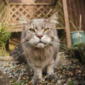 Why you cat needs regular check ups