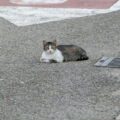 A cat rests in the roadPHOTO: philwdngr, Pixabay