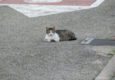 A cat rests in the roadPHOTO: philwdngr, Pixabay