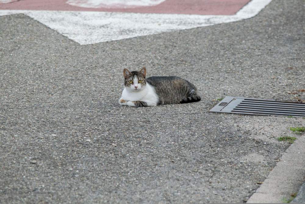 A cat rests in the roadPHOTO: philwdngr, Pixabay