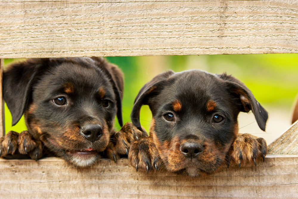 Make sure your puppy is not from an unprincipled seller Image by Kim Hester, Pixabay