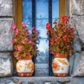Begonias can be lifted and stored indoors until the next growing season PHOTO: Peter H, Pixabay