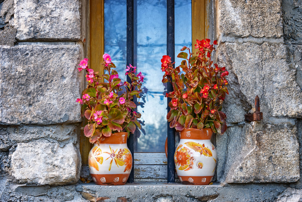 Begonias can be lifted and stored indoors until the next growing season PHOTO: Peter H, Pixabay