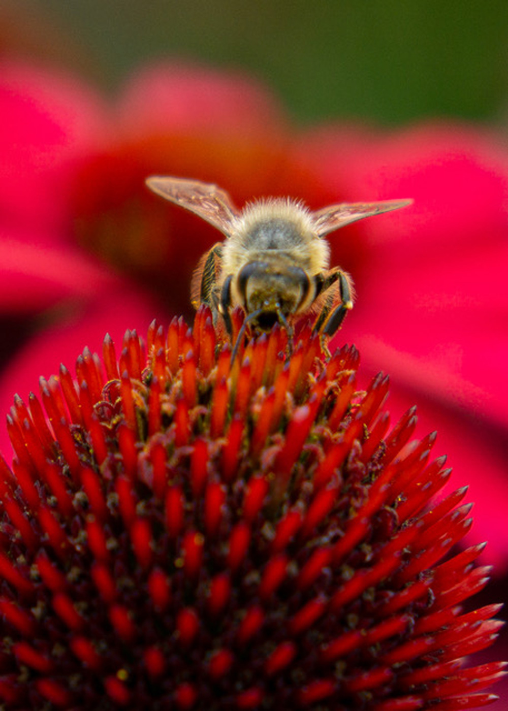 Knoll Gardens Bee
