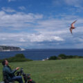 FAR AND WIDE Pterodactyls made by Dorset-based Jurassic Kites, flown in Swanage