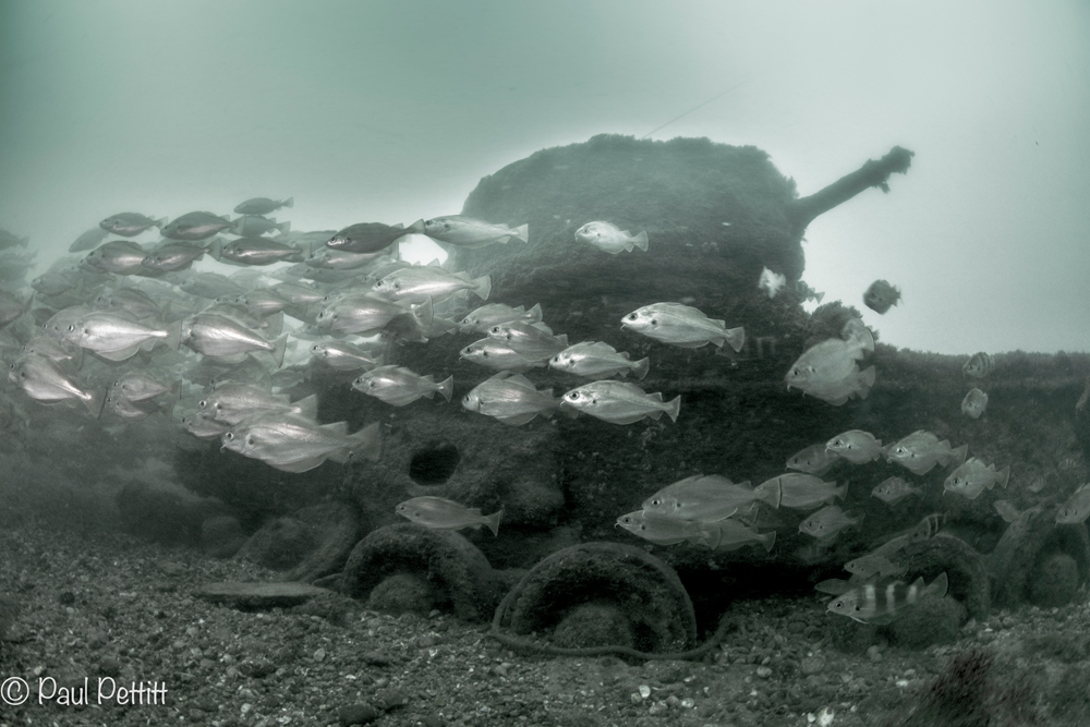 One of the tanks that sank in the ‘live fire’ Exercise Smash. PHOTO: Paul Pettit