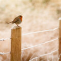 Birds can have difficulty finding food over winter – providing seeds, peanuts and fat balls can help a variety of species. PHOTO: InspiredImages/Pixabay