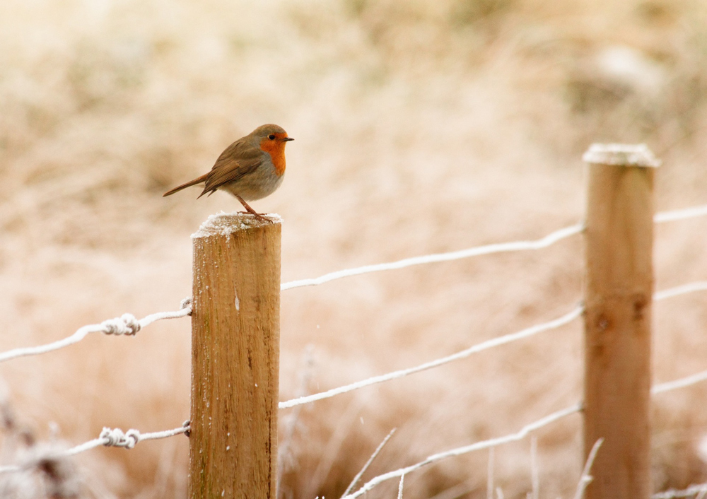 Birds can have difficulty finding food over winter – providing seeds, peanuts and fat balls can help a variety of species. PHOTO: InspiredImages/Pixabay