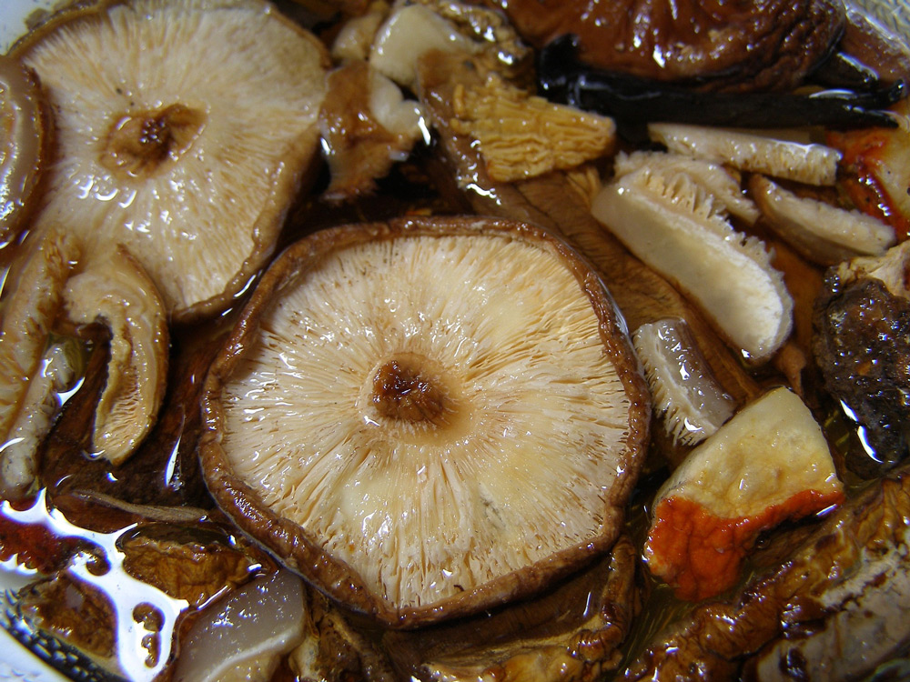 Shitake mushroomsPhoto by Connie Tucker, Pixabay