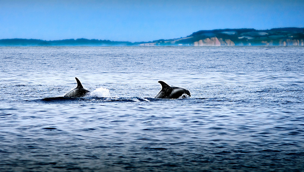 Whales on Purbeck Coast