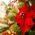 Poinsettia and mistletoe and holly are all great for Christmas decorations Pictures: Jill Wellington , Peggychoucair and Mariya Muschard from Pixabay