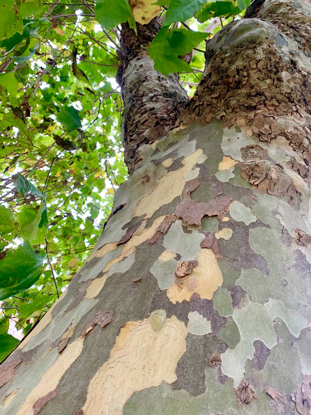 The scheme is seeing hundreds of trees and hedgerows planted
