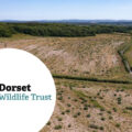 Wild Woodbury Site in Bere Regis