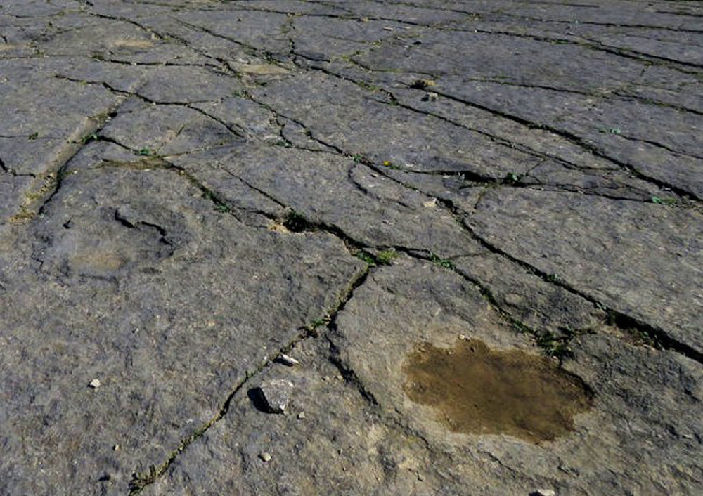 Dinosaur Footprints