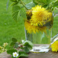 Fiona Chapman’s tea includes dandelion root, which is excellent for dredging the liver of toxins and helps keeps the bowels moving PHOTO: Silvia/Pixabay