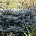 The fat globes of Pinus pungens ‘Globosa’ reach 45-75cm in height and 60-75cm spread over ten years.