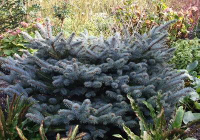 The fat globes of Pinus pungens ‘Globosa’ reach 45-75cm in height and 60-75cm spread over ten years.
