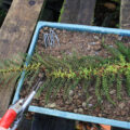 Cut off a frond of P. setiferum, displaying the fernlets, and pin it down on a tray of cuttings compost to make more of itself