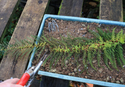 Cut off a frond of P. setiferum, displaying the fernlets, and pin it down on a tray of cuttings compost to make more of itself
