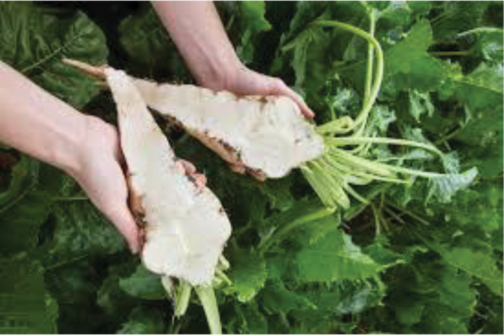 Hundreds of British growers produce more than two million tonnes of sugar beet a year