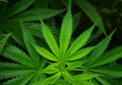 Teenagers may indulge in risky behaviours such as smoking cannabis (above) and cigarettes, and Young Minds can offer advice