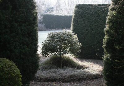 Yew hedging in Sally Gregson’s last garden