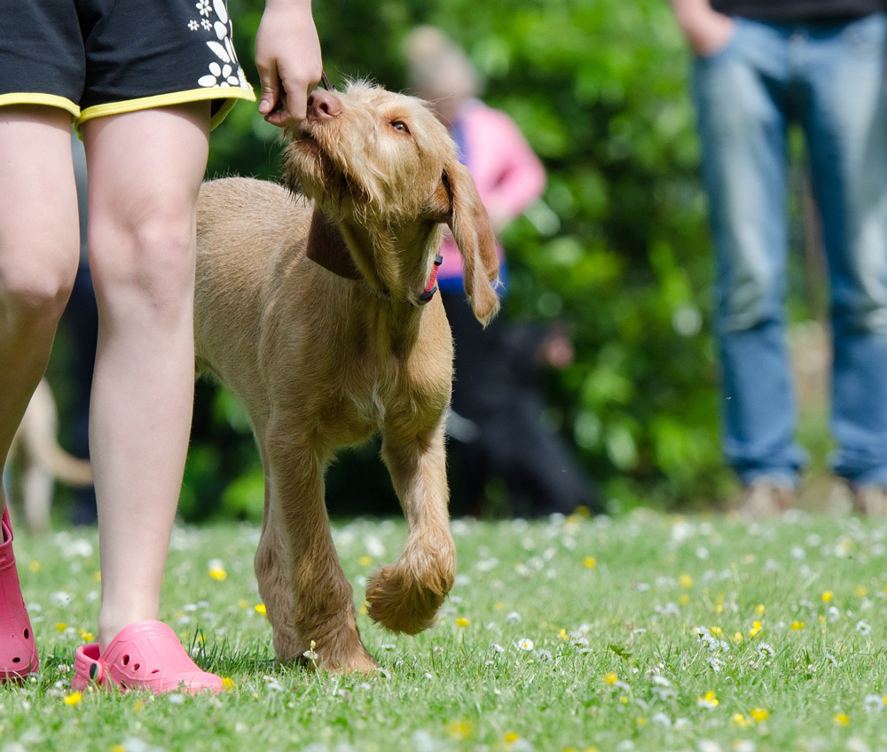 Dog training