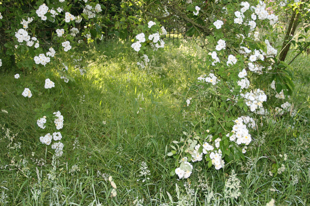 In autumn Rosa Rambling Rector has small red hips that dance over the whole plant
