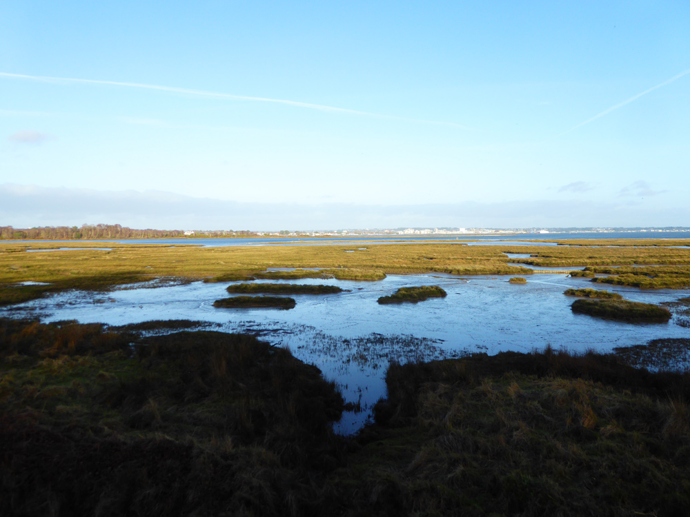 RSPB Arne, now part of Purbeck Heath National Nature Reserve, is home to spoonbills.