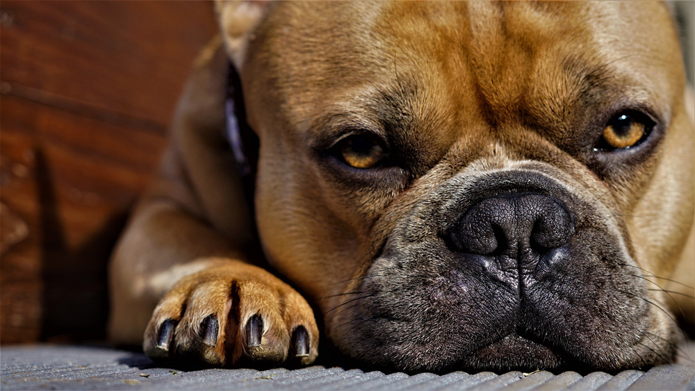 Bulldog