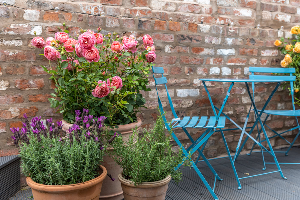 Many varieties of roses are also suited to be grown in pots and containers