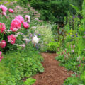 Most herbaceous plants are relatively inexpensive, so planting a mixed border can be achieved at a modest cost