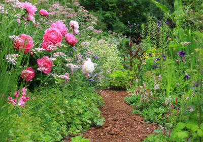 Most herbaceous plants are relatively inexpensive, so planting a mixed border can be achieved at a modest cost