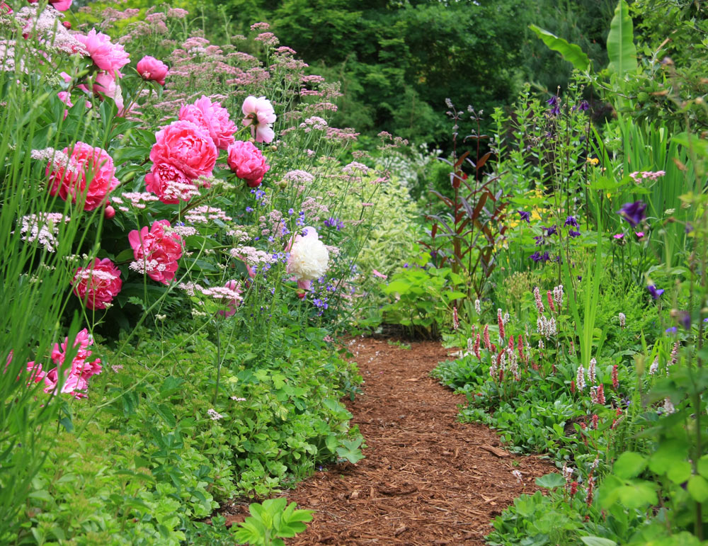 Most herbaceous plants are relatively inexpensive, so planting a mixed border can be achieved at a modest cost