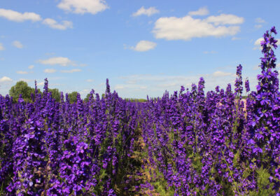 Delphiniums are the archetypical cottage garden plant photo: RTsocial/ Pixabay