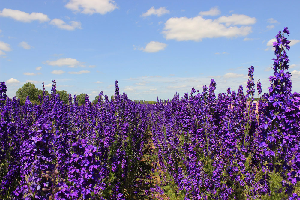 Delphiniums are the archetypical cottage garden plant photo: RTsocial/ Pixabay