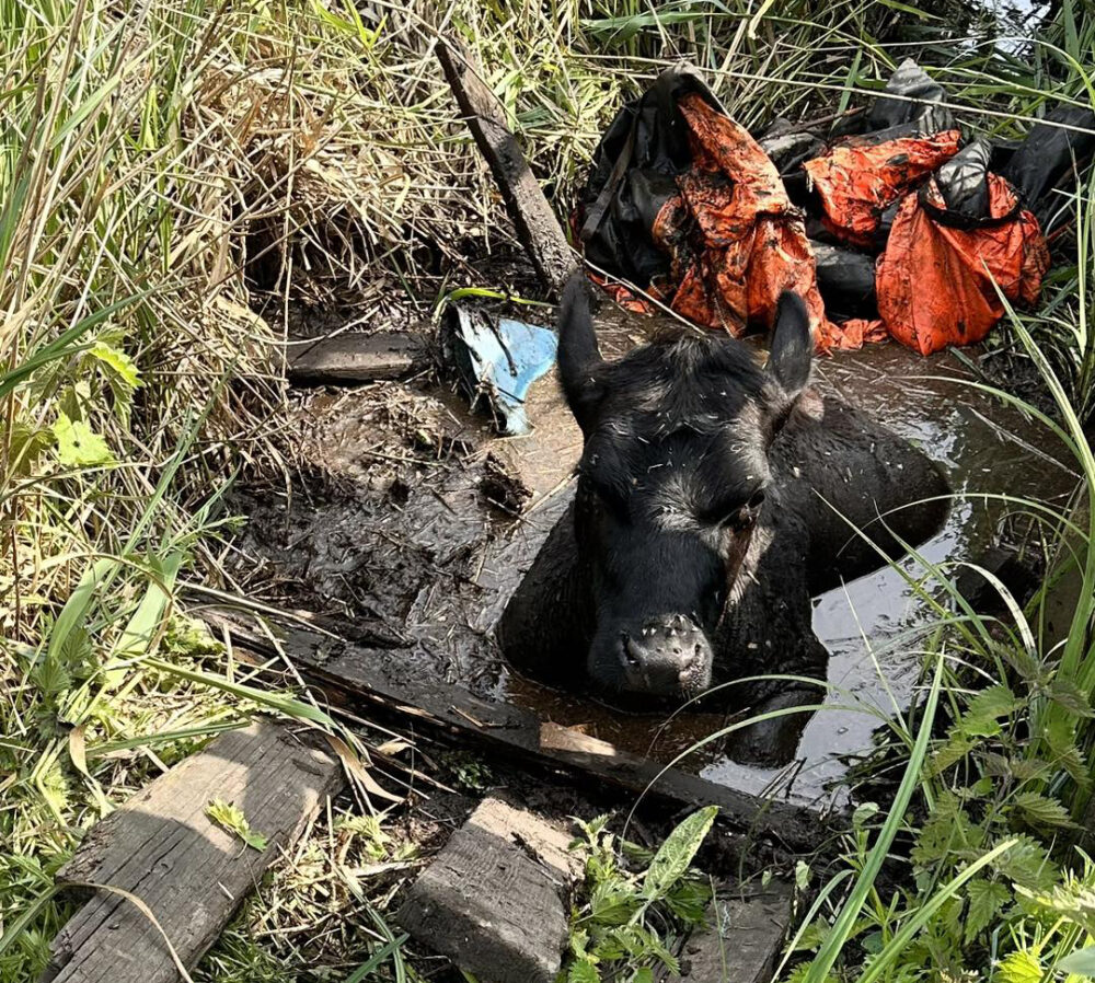 The cow got stuck in a bog in Wareham. Picture: DWFRS