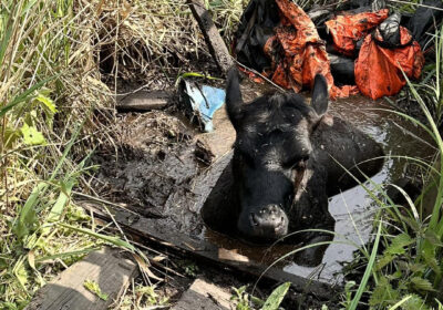 The cow got stuck in a bog in Wareham. Picture: DWFRS