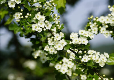 Crataegus, the common hawthorne PHOTO: jhenning/Pixabay