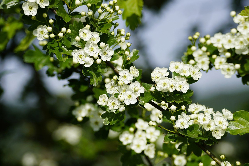 Crataegus, the common hawthorne PHOTO: jhenning/Pixabay