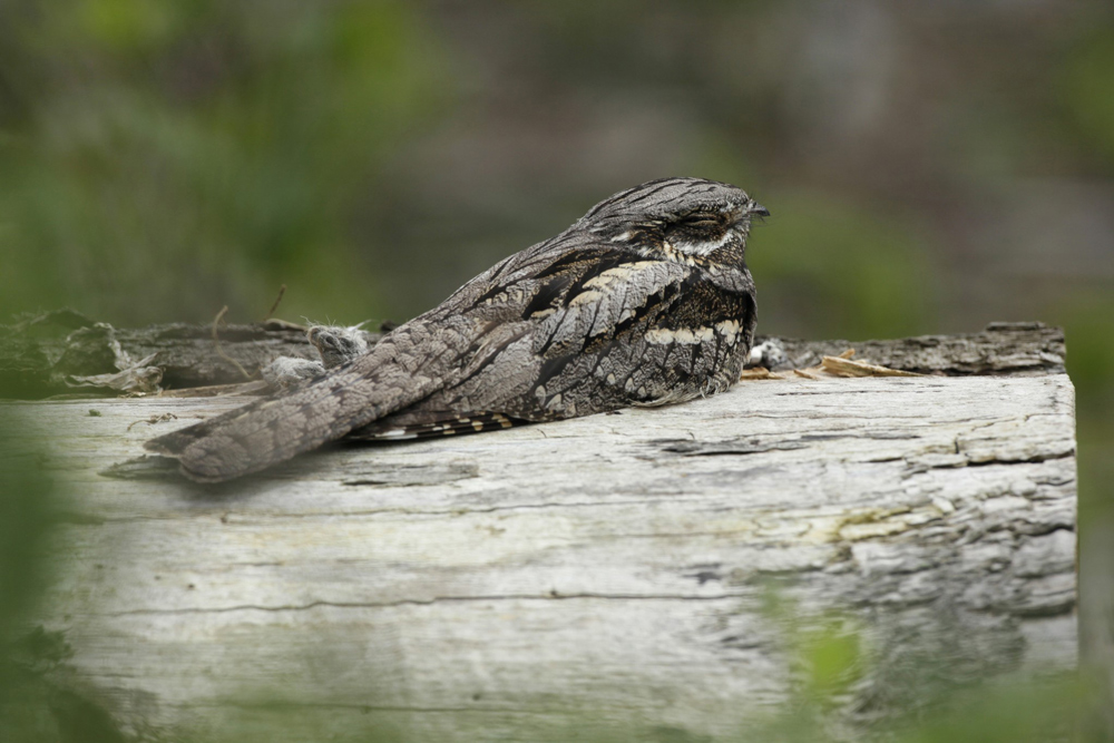 A nightjar adult roosts during daylight hours perched on a log, relying on camouflage and immobility for disguise PHOTO: Andy Hay