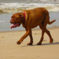 Flat-faced dog breeds can find hot weather especially difficult PHOTO: cocoparisienne/Pixabay