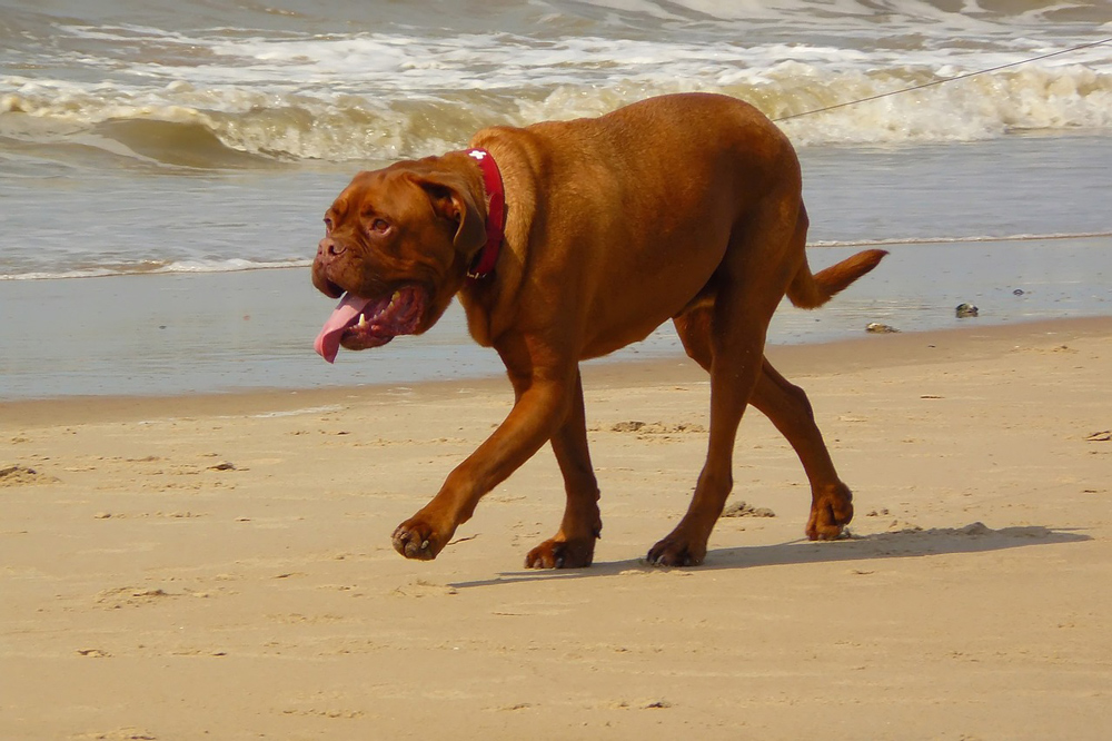 Flat-faced dog breeds can find hot weather especially difficult PHOTO: cocoparisienne/Pixabay