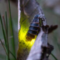 A female glow worm. Picture: National Trust Images/Rob Coleman