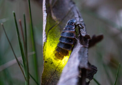 A female glow worm. Picture: National Trust Images/Rob Coleman